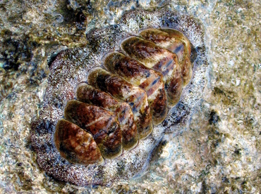 Fuzzy Chiton - Acanthopleura granulata - Grand Cayman Fuzzy Chiton - Acanthopleura granulata - Grand Cayman