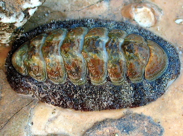 Fuzzy Chiton - Acanthopleura granulata - Grand Cayman Fuzzy Chiton - Acanthopleura granulata - Grand Cayman
