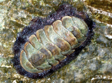 Fuzzy Chiton - Acanthopleura granulata - Grand Cayman Fuzzy Chiton - Acanthopleura granulata - Grand Cayman