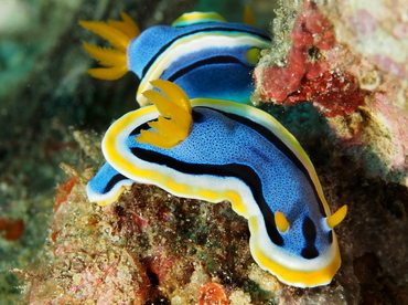 Anna's Chromodoris - Chromodoris annae - Anilao, Philippines