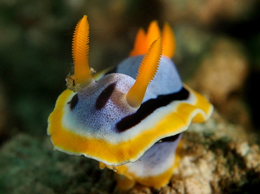 Anna's Chromodoris - Chromodoris annae - Anilao, Philippines