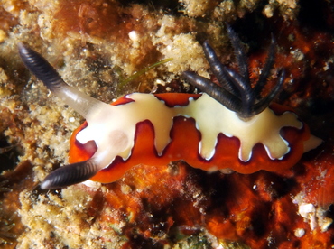 Creamy Chromodoris - Goniobranchus fidelis - Lembeh Strait, Indonesia