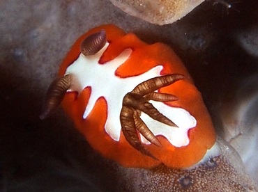 Creamy Chromodoris - Goniobranchus fidelis - Fiji