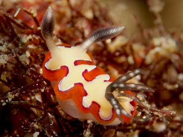 Creamy Chromodoris - Goniobranchus fidelis - Anilao, Philippines