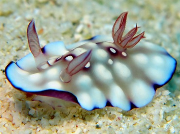 Bus Stop Chromodoris - Goniobranchus hintuanensis - Dumaguete, Philippines