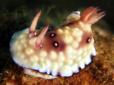 Bus Stop Chromodoris - Goniobranchus hintuanensis - Anilao, Philippines