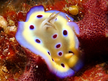Kunie's Chromodoris - Goniobranchus kuniei - Lembeh Strait, Indonesia