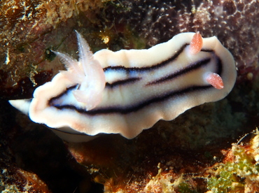 Loch's Chromodoris - Chromodoris lochi - Fiji