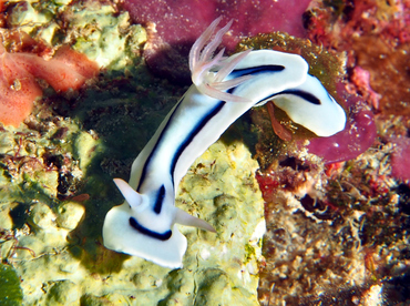 Loch's Chromodoris - Chromodoris lochi - Wakatobi, Indonesia