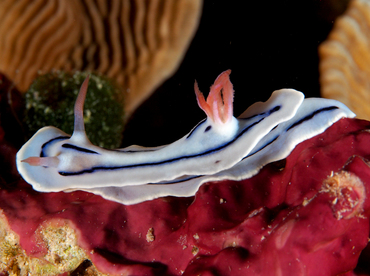 Loch's Chromodoris - Chromodoris lochi - Wakatobi, Indonesia