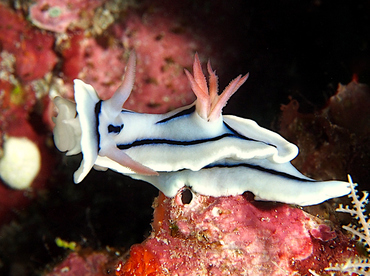 Loch's Chromodoris - Chromodoris lochi - Wakatobi, Indonesia