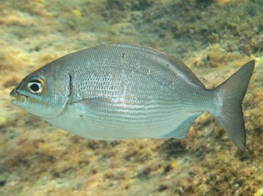 Bermuda/Gray Chub - Kyphosus sectatrix/bigibbus - Grand Cayman Bermuda/Gray Chub - Kyphosus sectatrix/bigibbus - Grand Cayman