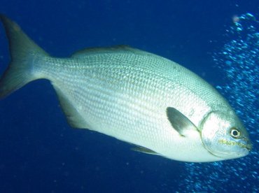 Bermuda/Gray Chub - Kyphosus sectatrix/bigibbus - Roatan, Honduras Bermuda/Gray Chub - Kyphosus sectatrix/bigibbus - Roatan, Honduras
