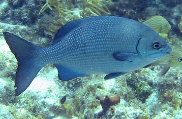 Bermuda/Gray Chub - Kyphosus sectatrix/bigibbus - Key Largo, Florida Bermuda/Gray Chub - Kyphosus sectatrix/bigibbus - Key Largo, Florida