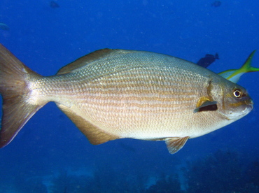 Bermuda/Gray Chub - Kyphosus sectatrix/bigibbus - Roatan, Honduras Bermuda/Gray Chub - Kyphosus sectatrix/bigibbus - Roatan, Honduras