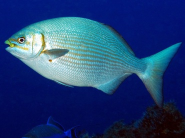 Bermuda/Gray Chub - Kyphosus sectatrix/bigibbus - Cozumel, Mexico Bermuda/Gray Chub - Kyphosus sectatrix/bigibbus - Cozumel, Mexico