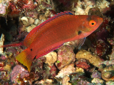 Dotted Fairy Wrasse - Cirrhilabrus punctatus - Fiji