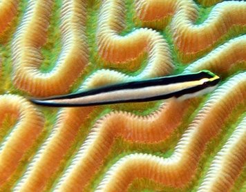 Cleaning Goby - Elacatinus genie - Nassau, Bahamas Cleaning Goby - Elacatinus genie - Nassau, Bahamas