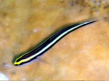 Cleaning Goby - Elacatinus genie - Nassau, Bahamas Cleaning Goby - Elacatinus genie - Nassau, Bahamas