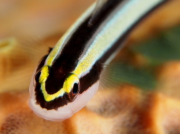 Cleaning Goby - Elacatinus genie - The Exumas, Bahamas Cleaning Goby - Elacatinus genie - The Exumas, Bahamas