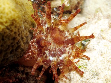 Club-Tipped Anemone - Telmatactis americana - Bonaire Club-Tipped Anemone - Telmatactis americana - Bonaire