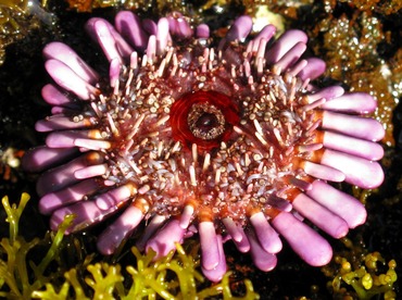 Shingle Sea Urchin - Colobocentrotus atratus - Maui, Hawaii Shingle Sea Urchin - Colobocentrotus atratus - Maui, Hawaii