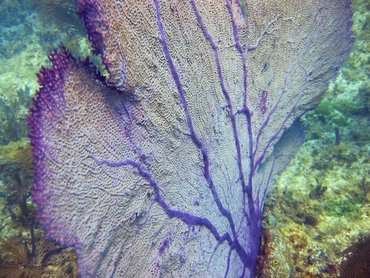 Common Sea Fan - Gorgonia ventalina - Bimini, Bahamas Common Sea Fan - Gorgonia ventalina - Bimini, Bahamas