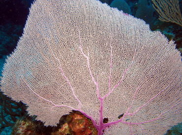 Common Sea Fan - Gorgonia ventalina - Grand Cayman Common Sea Fan - Gorgonia ventalina - Grand Cayman