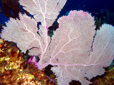 Common Sea Fan - Gorgonia ventalina - Grand Cayman Common Sea Fan - Gorgonia ventalina - Grand Cayman