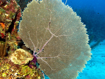 Common Sea Fan - Gorgonia ventalina - Belize Common Sea Fan - Gorgonia ventalina - Belize