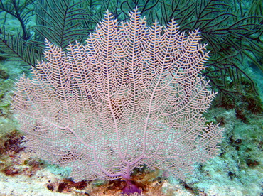 Common Sea Fan - Gorgonia ventalina - Nassau, Bahamas Common Sea Fan - Gorgonia ventalina - Nassau, Bahamas