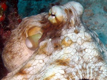 Common Octopus - Octopus vulgaris - Aruba