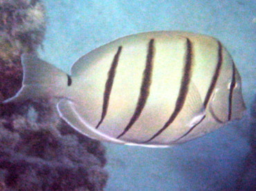 Convict Tang - Acanthurus triostegus - Big Island, Hawaii Convict Tang - Acanthurus triostegus - Big Island, Hawaii