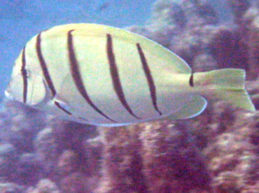 Convict Tang - Acanthurus triostegus - Big Island, Hawaii Convict Tang - Acanthurus triostegus - Big Island, Hawaii