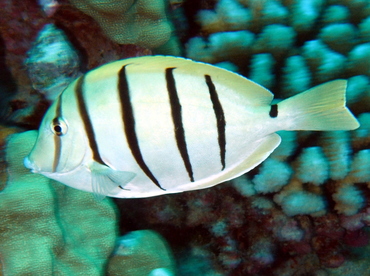 Convict Tang - Acanthurus triostegus - Big Island, Hawaii Convict Tang - Acanthurus triostegus - Big Island, Hawaii