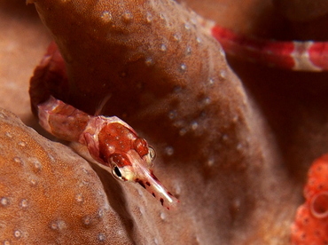 Brown-banded Pipefish - Corythoichthys amplexus - Fiji