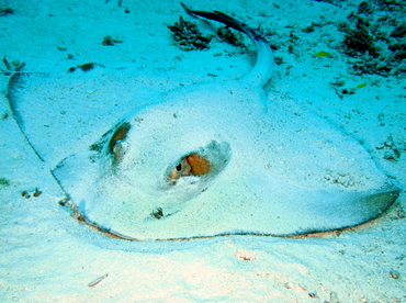 Cowtail Stingray - Pastinachus sephen - Palau Cowtail Stingray - Pastinachus sephen - Palau