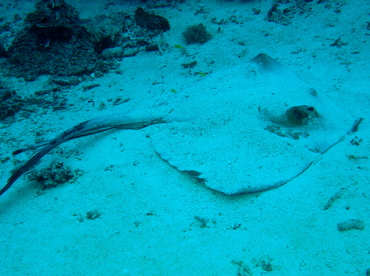 Cowtail Stingray - Pastinachus sephen - Palau Cowtail Stingray - Pastinachus sephen - Palau