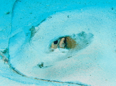 Cowtail Stingray - Pastinachus sephen - Palau Cowtail Stingray - Pastinachus sephen - Palau