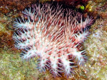 Crown-Of-Thorns - Acanthaster planci - Lanai, Hawaii Crown-Of-Thorns - Acanthaster planci - Lanai, Hawaii