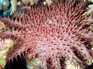 Crown-Of-Thorns - Acanthaster planci - Big Island, Hawaii Crown-Of-Thorns - Acanthaster planci - Big Island, Hawaii