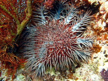 Crown-Of-Thorns - Acanthaster planci - Palau Crown-Of-Thorns - Acanthaster planci - Palau