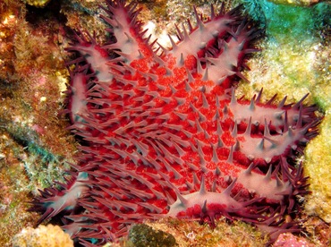 Crown-Of-Thorns - Acanthaster planci - Lanai, Hawaii Crown-Of-Thorns - Acanthaster planci - Lanai, Hawaii