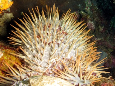 Crown-Of-Thorns - Acanthaster planci - Dumaguete, Philippines Crown-Of-Thorns - Acanthaster planci - Dumaguete, Philippines