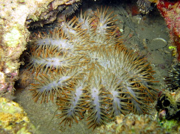 Crown-Of-Thorns - Acanthaster planci - Lembeh Strait, Indonesia Crown-Of-Thorns - Acanthaster planci - Lembeh Strait, Indonesia