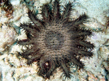 Crown-Of-Thorns - Acanthaster planci - Big Island, Hawaii Crown-Of-Thorns - Acanthaster planci - Big Island, Hawaii