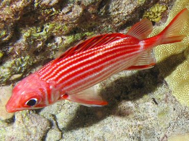 Crown Squirrelfish - Sargocentron diadema - Big Island, Hawaii Crown Squirrelfish - Sargocentron diadema - Big Island, Hawaii
