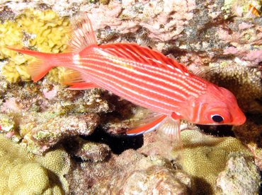 Crown Squirrelfish - Sargocentron diadema - Big Island, Hawaii Crown Squirrelfish - Sargocentron diadema - Big Island, Hawaii