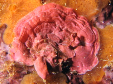Crustose Coralline Algae -  - Roatan, Honduras Crustose Coralline Algae -  - Roatan, Honduras