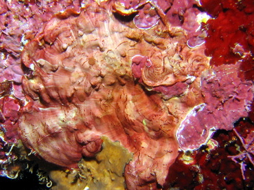 Crustose Coralline Algae -  - Roatan, Honduras Crustose Coralline Algae -  - Roatan, Honduras